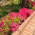 恵比寿のマナブ整体院 周辺散歩。またまた、お花のはなし