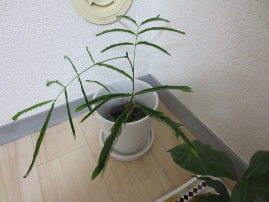 観葉植物1409041