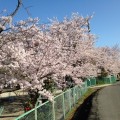 母校の桜 綺麗です！娘も通います。