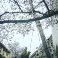絶景100選、桜が五分咲きの坂道